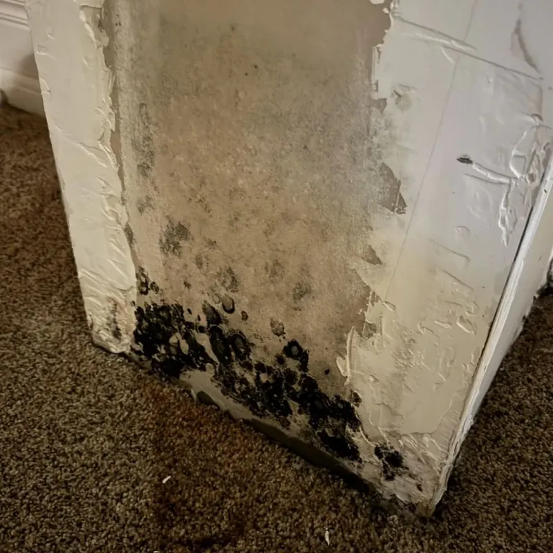 Professional Mold Removal in Bermuda Run, NC